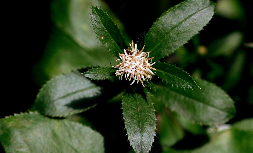 Atractylodes lancea seed